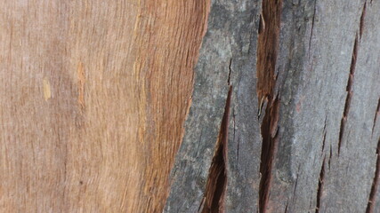 Close up texture of a tree bark © SISIRA