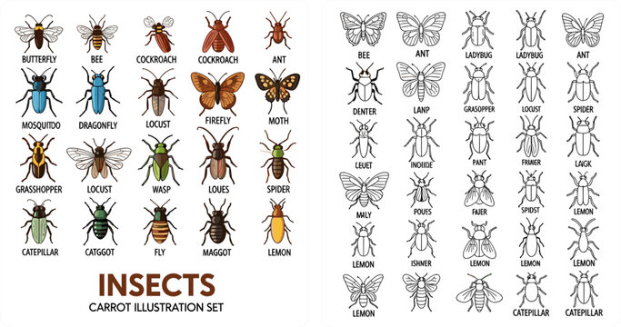 Colorful and Outline Insect Species Chart Butterfly Bee Cockroach Dragonfly Locust Moth Wasp Spider Caterpillar Vector Illustration Set for Nature Design