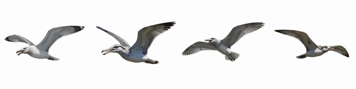 Collection of prehistoric pterosaur flying creatures on black background
