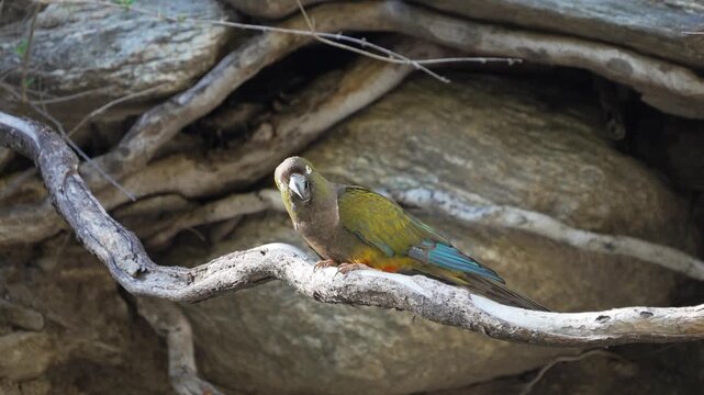 Burrowing Parrot (Cyanoliseus patagonus) perched on a dry branch in rocky natural habitat. Native Patagonian parrot showing colorful plumage with blue wings and reddish belly.