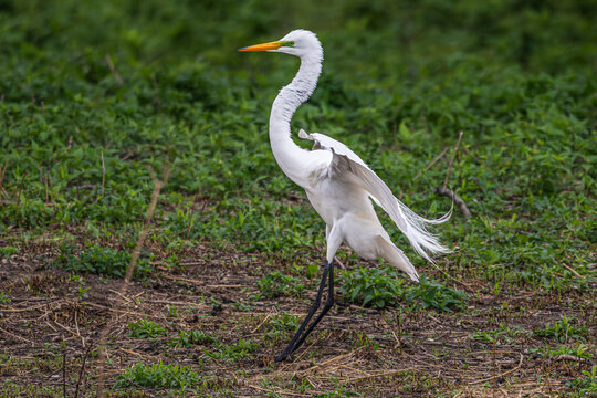 Great egret landing on the ground, its lore and plumes showing during breeding season.