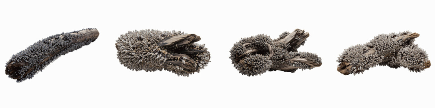 Collection of weathered driftwood pieces covered in goose barnacles