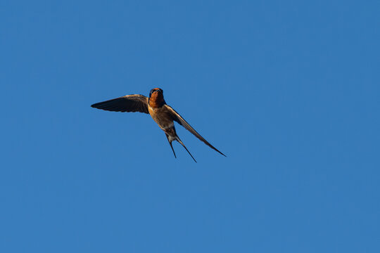 Barn swallow in flight against a blue sky.