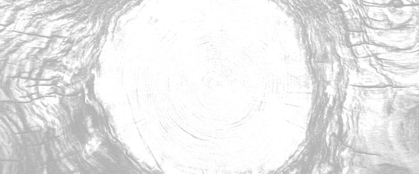 Close up of grey wood grain texture with circular growth rings and rough bark patterns