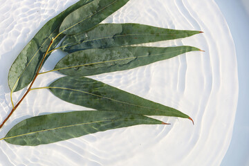 Fresh eucalyptus leaves floating in clear water with sunlight ripple patterns © Bowonpat