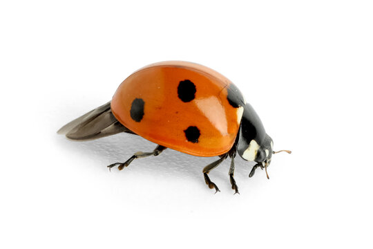 Cute small ladybug on white background