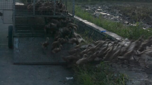 The ducks were noisy and crowded when they were let out of their cage at dawn