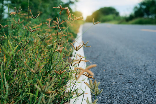 spring landscape, meadow flower and the road