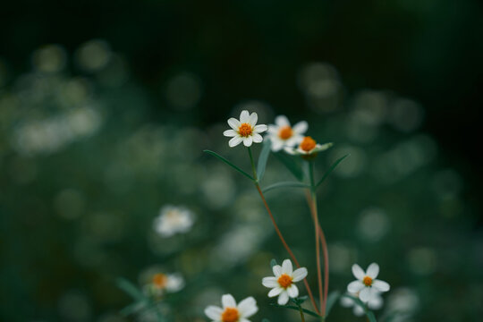 wildflowers in soft focus countryside meadow