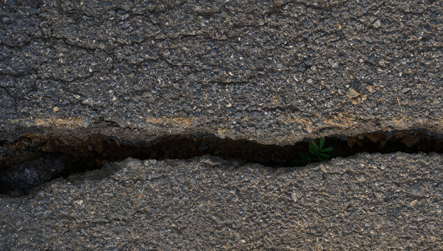 life breaking through cracked asphalt road