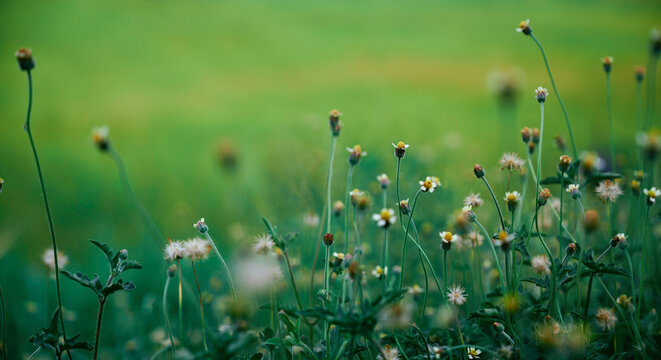 wild grass flowers in lush green field