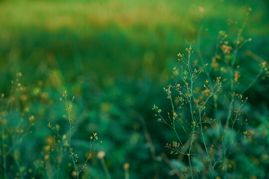 wild grass flowers in lush green field