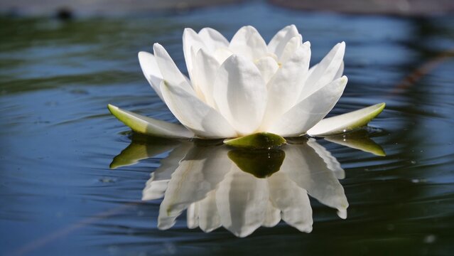  is a serene, close-up photograph of a single white water lily floating on a calm body of water. The composition is centered, with the flower occupying the middle of the frame. The water lily has pris