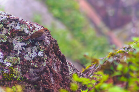 Bird,Animal,Animal Wildlife,Nature,Feather,Brown,Outdoors,Animals In The Wild,Songbird,Beak,Small,Forest,Environment,Tree,Beauty,Leaf,Close-up,Green Color,Multi Colored,Branch - Plant Part,Springtime,