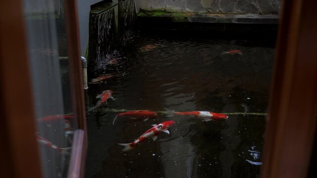 Medium close up right sliding shot of Koi fish behind window with dark background pond
