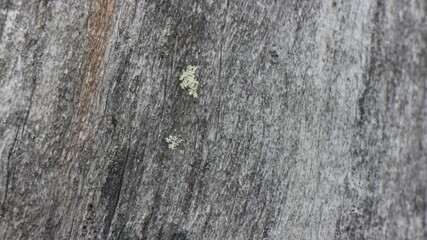 Close up texture of a tree bark © SISIRA