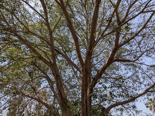 Fototapeta premium Tree Vast Canopy of Natures Timeless Grandeur