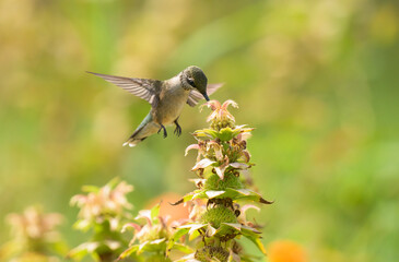 Fototapeta premium Juvenile male Hummingbird getting nectar from a native Spotted Beebalm in a summer garden