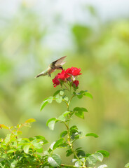 Fototapeta premium Young male Hummingbird feeding on a climbing rose in a bright, sunny, summer garden