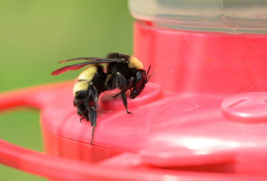 Bumble bee getting nectar from a Hummingbird feeder on a hot summer day
