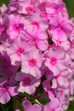 Closeup of a bright pink Garden Phlox in full bloom
