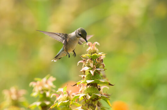 Juvenile male Hummingbird getting nectar from a native Spotted Beebalm in a summer garden