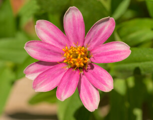 Obraz premium Closeup of a pink miniature Zinnia, with clear detail of the center