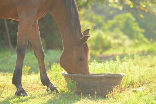 Old Arabian gelding eating his grain  from a rubber feed pan in evening pasture
