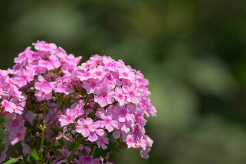 Obraz premium Beautiful pink tall Phlox flowers in summer; with copy space