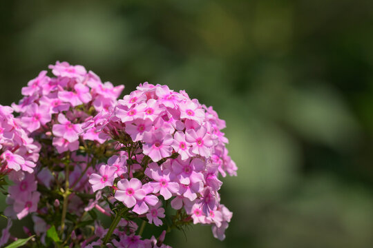Beautiful pink tall Phlox flowers in summer; with copy space
