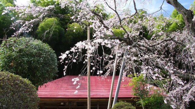 満開の枝垂れ桜