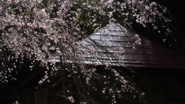 輝く枝垂れ桜