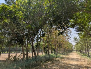 Fototapeta premium Tranquil Green Tree Tunnel Pathway