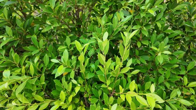 Lush Greenery Vibrant Landscape of Foliage and Leaves, Showcasing Natures Outdoor Beauty in Refreshing Garden Setting