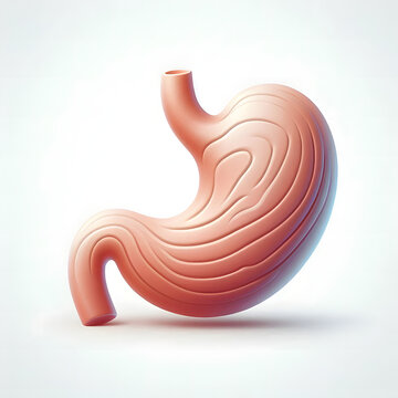 Human Stomach filled full by fast food. Gastric juice digesting many food in Stomach. Stomach with seasoned chips inside Illustration about digestive system. Realistic 3d Vector
