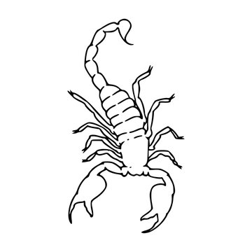 hand-drawn scorpion sketch, simple vector line art for zodiac scorpio theme