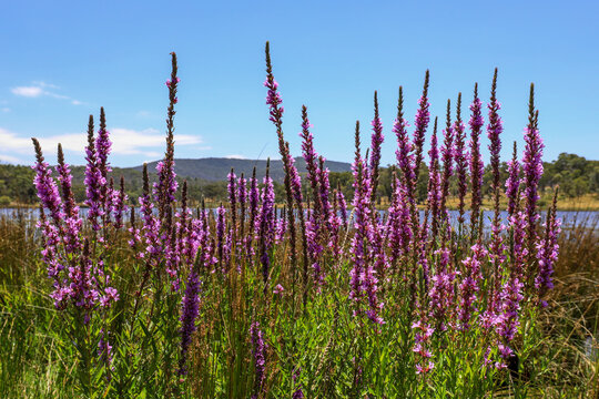 Close up view of purple loosestrife flowers growing at edge of Dumaresq Dam in Armidale, New South Wales, Australia. Detailed botanical scene showing vibrant purple blooms in nature