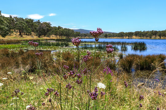 Close view of purpletop vervain growing at the edge of Dumaresq Dam in Armidale, New South Wales, Australia. Botanical scene showing purple wildflower in natural waterside environment.