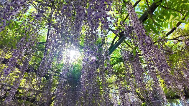 風に揺れる石藤崎八幡宮のフジの花　山鹿市