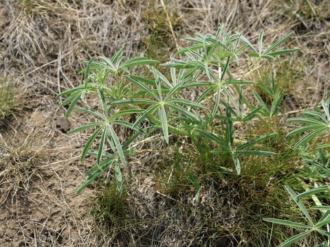 Silvery Lupine (Lupinus argenteus) Young Leaves Close-up, Spring Growth in Colorado
