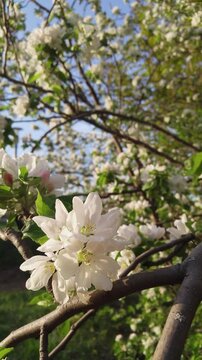 The apple tree's blooming branches sway in the wind against the backdrop of a blue sky