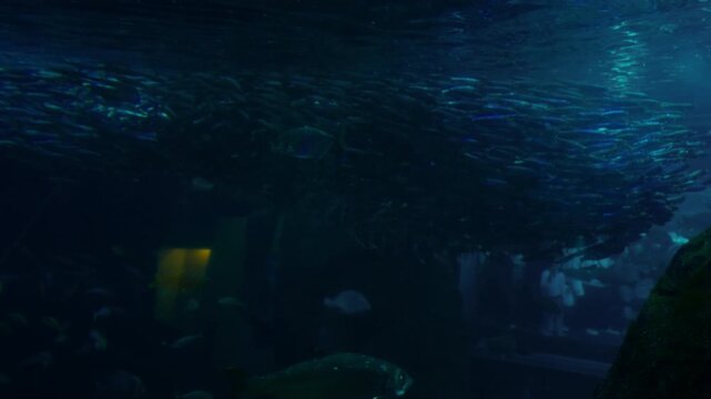 Underwater scene with fish moving through open ocean with soft natural light