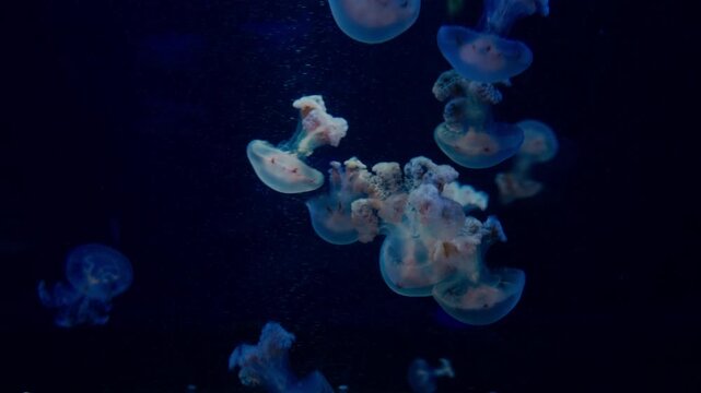 Transparent jellyfish floating slowly with delicate tentacles and calm motion