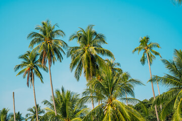 Obraz premium Close up of coconut palm trees against clear blue sky.
