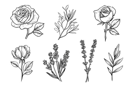 Ensemble d'illustrations botaniques dessin&eacute;es &agrave; la main avec des roses, de la lavande et du feuillage &eacute;l&eacute;gant sur fond blanc pour design cr&eacute;atif.
