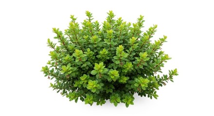 Obraz premium A lush green bush with dense foliage and vibrant leaves on a white background