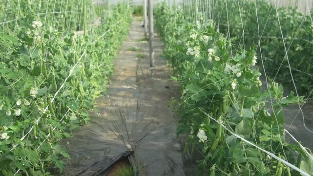 	風に揺れるエンドウ豆