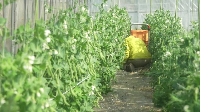 エンドウ豆の収穫をする女性