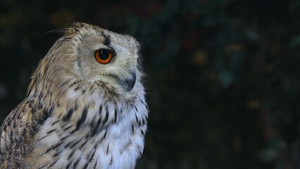 Naklejka premium Close Up Profile of an Eagle Owl with Bright Orange Eyes