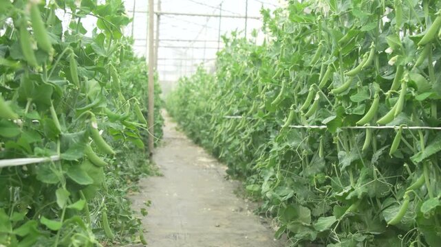 	風に揺れるエンドウ豆